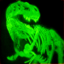 skeleton of T-Rex